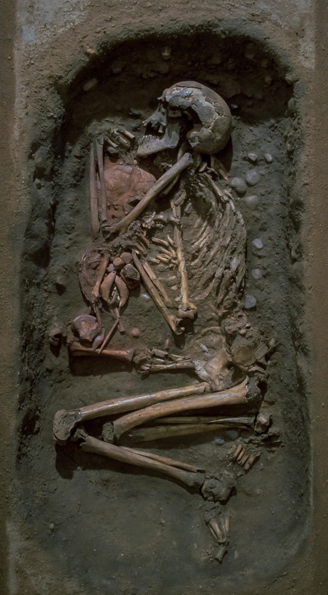 Skelett av en vuxen och ett litet barn. Skeletten är positionerade så att det ser ut som att den vuxne håller om barnet.