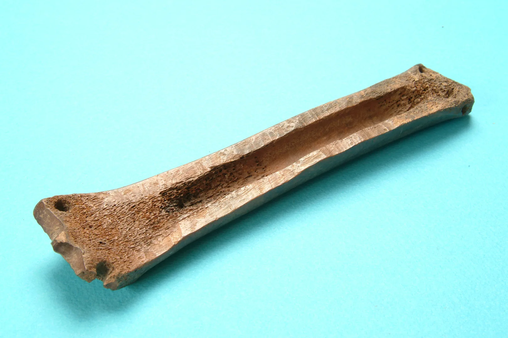 long piece of bone with holes for cords