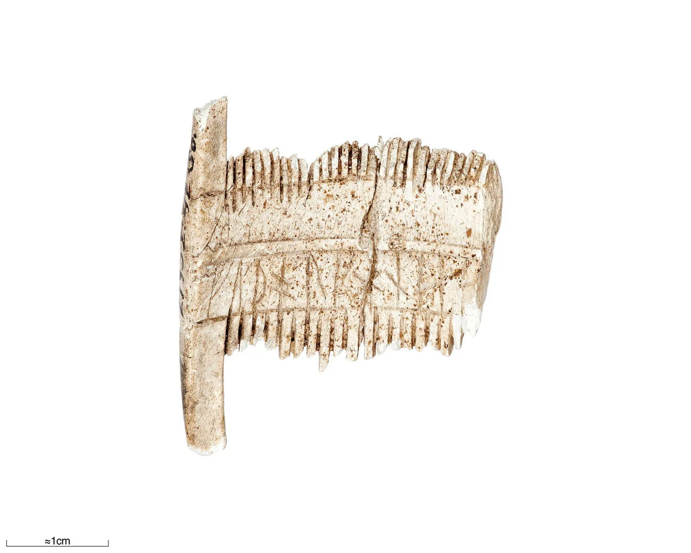 A very broken bone comb with just a few teeth left.