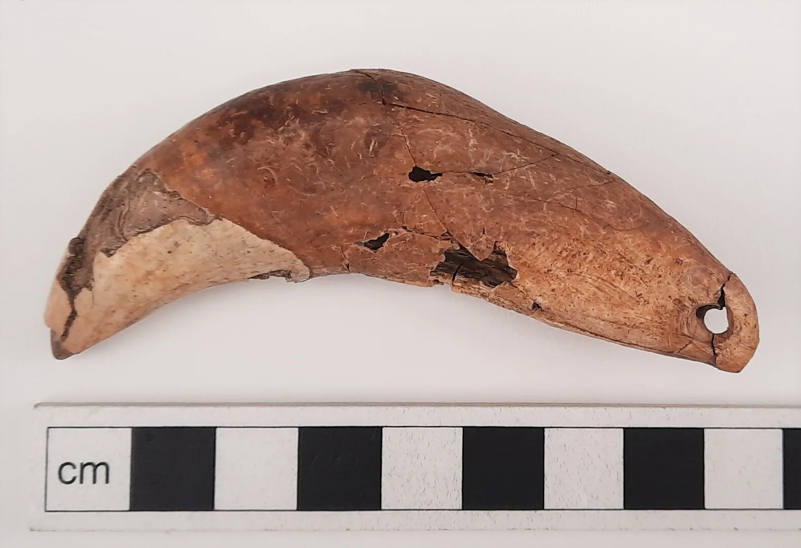 A curved piece of bone with a small hole in one end.