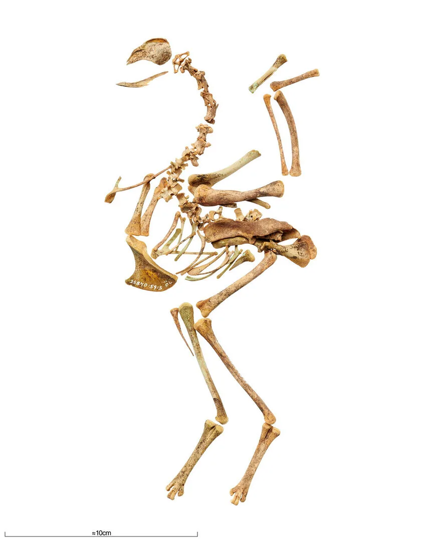 Bones displayed as if it were a chicken flexing its wings.