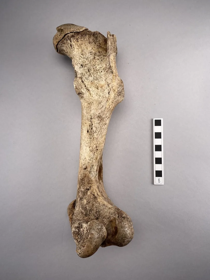 foto av skelett tillsammans med måttband