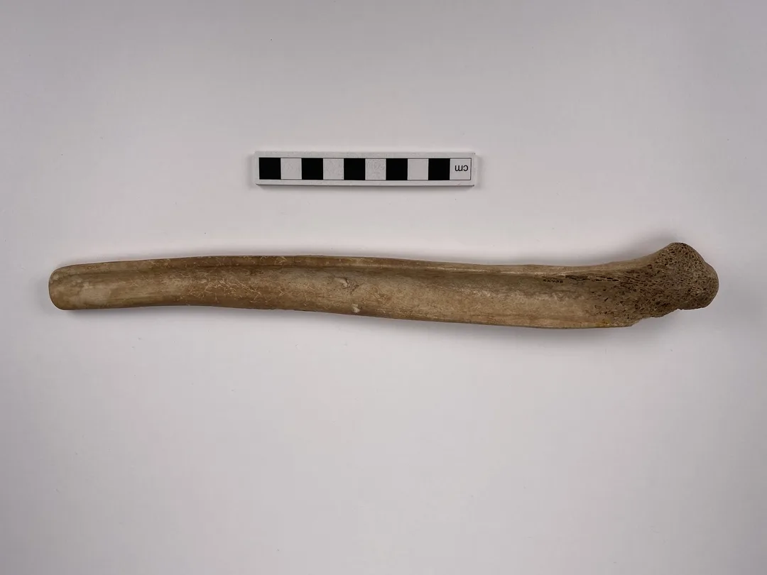 A curved, hollowed-out piece of bone.