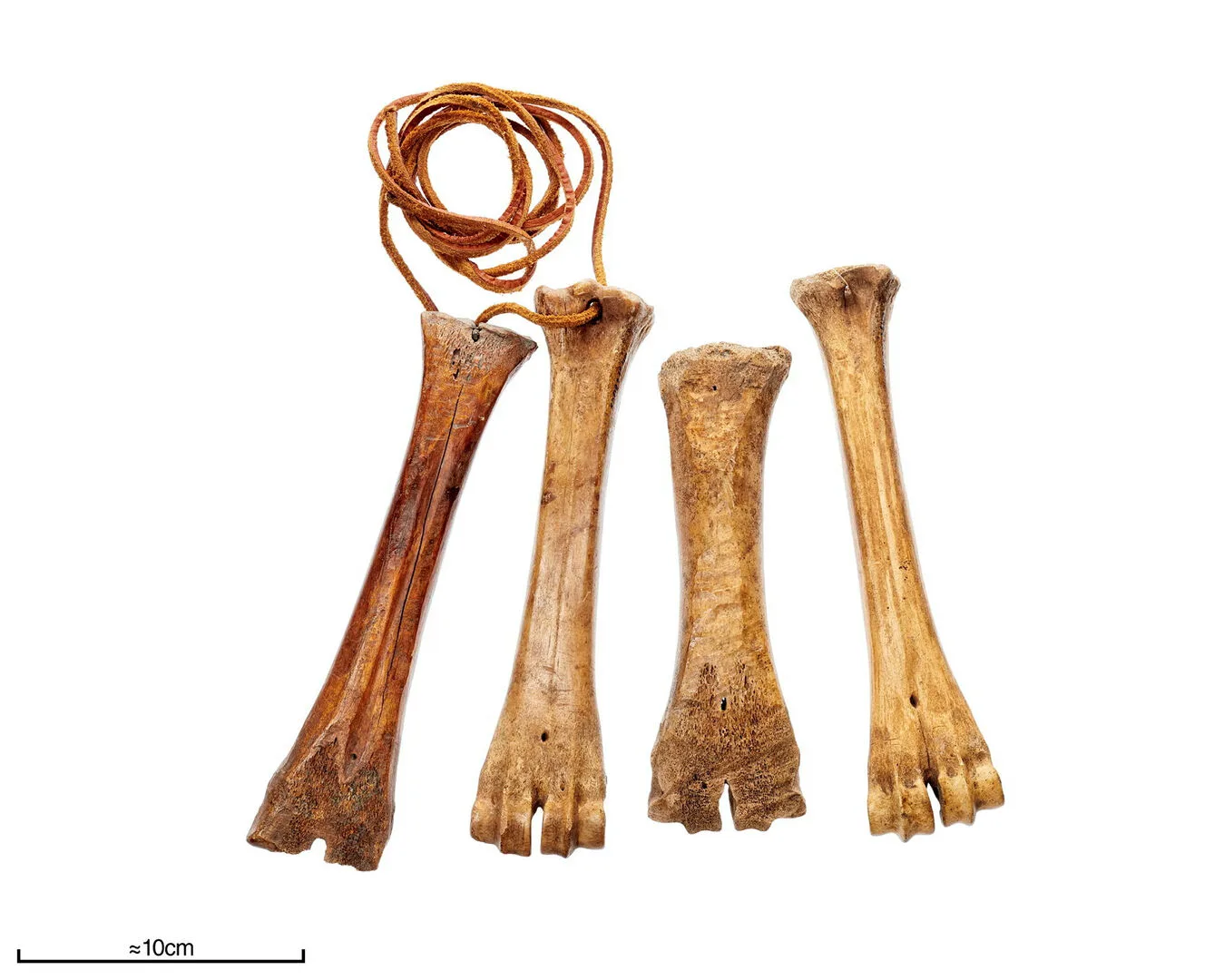 Four ice skates made from cattle bones