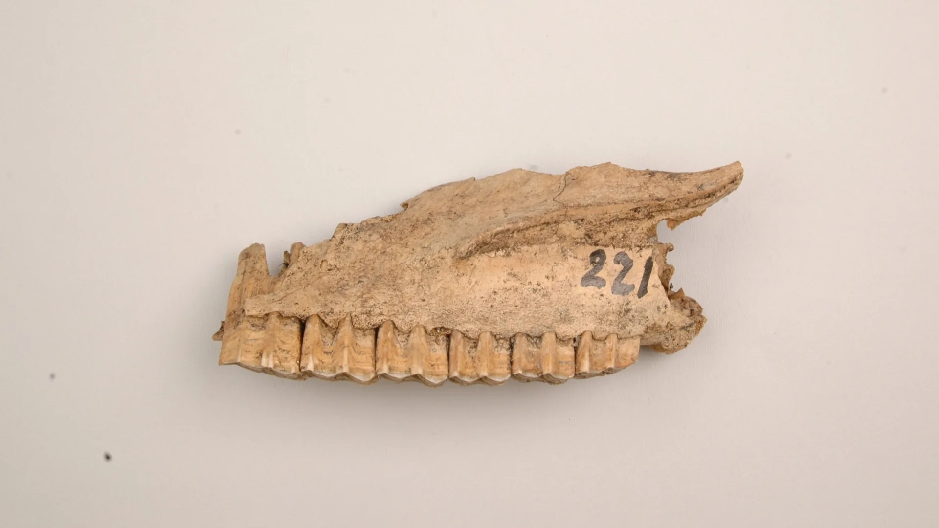 Bone fragment of a horse's jaw