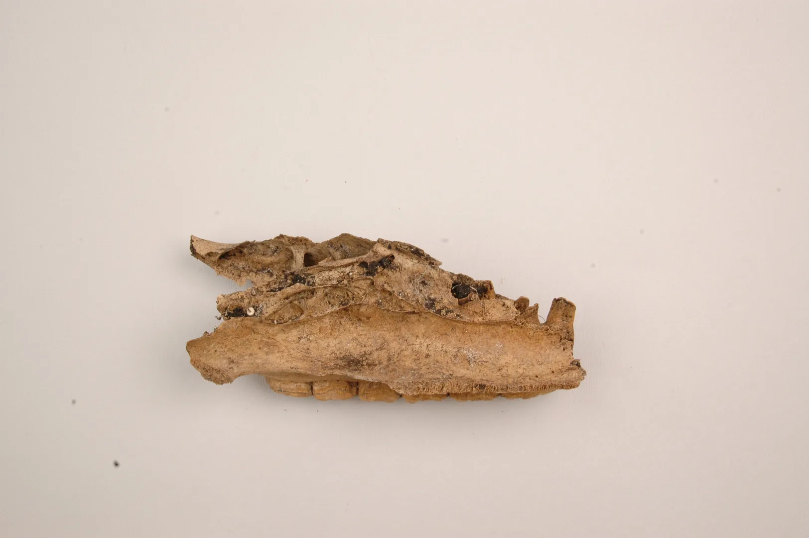 skelett i form av en hästkäke