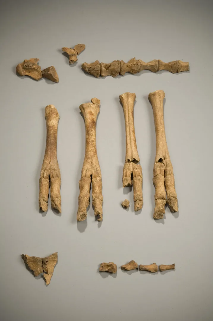 Skelettdelar från djur utlagda på grå bakgrund