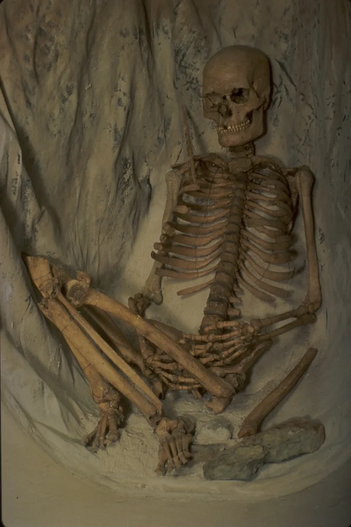 A human skeleton in sitting position