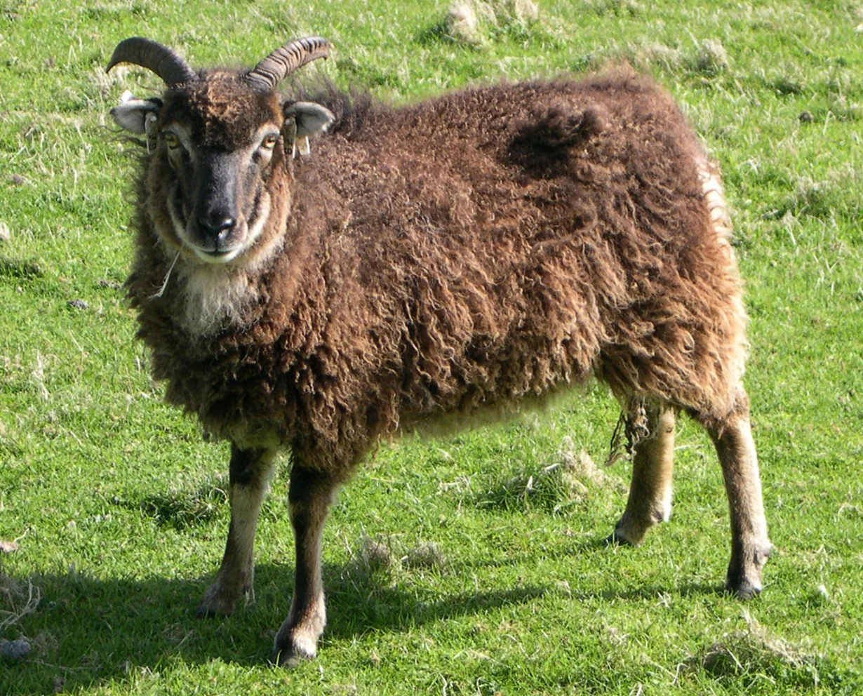 A sheep