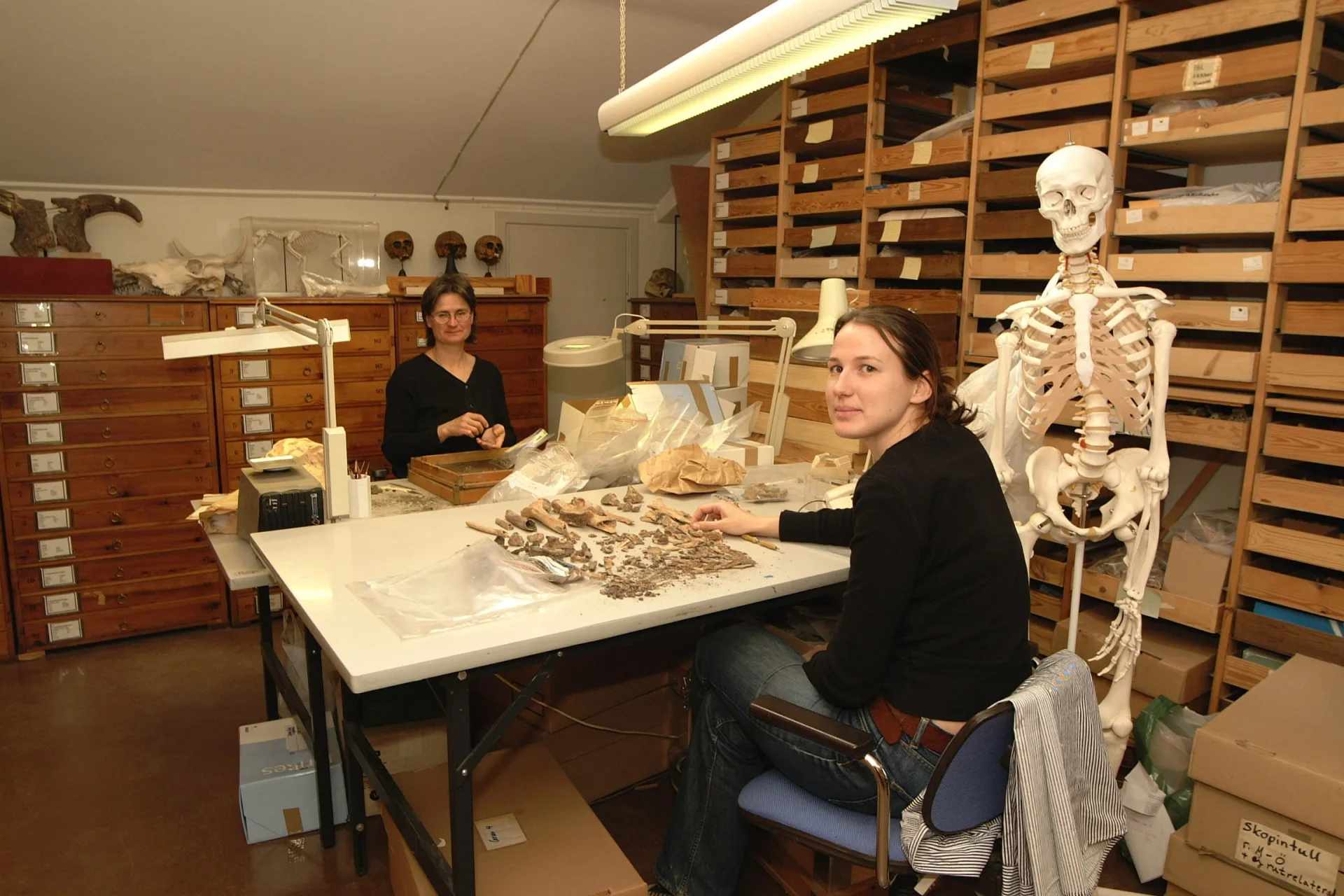 Museum staff with an anatomical skeleton