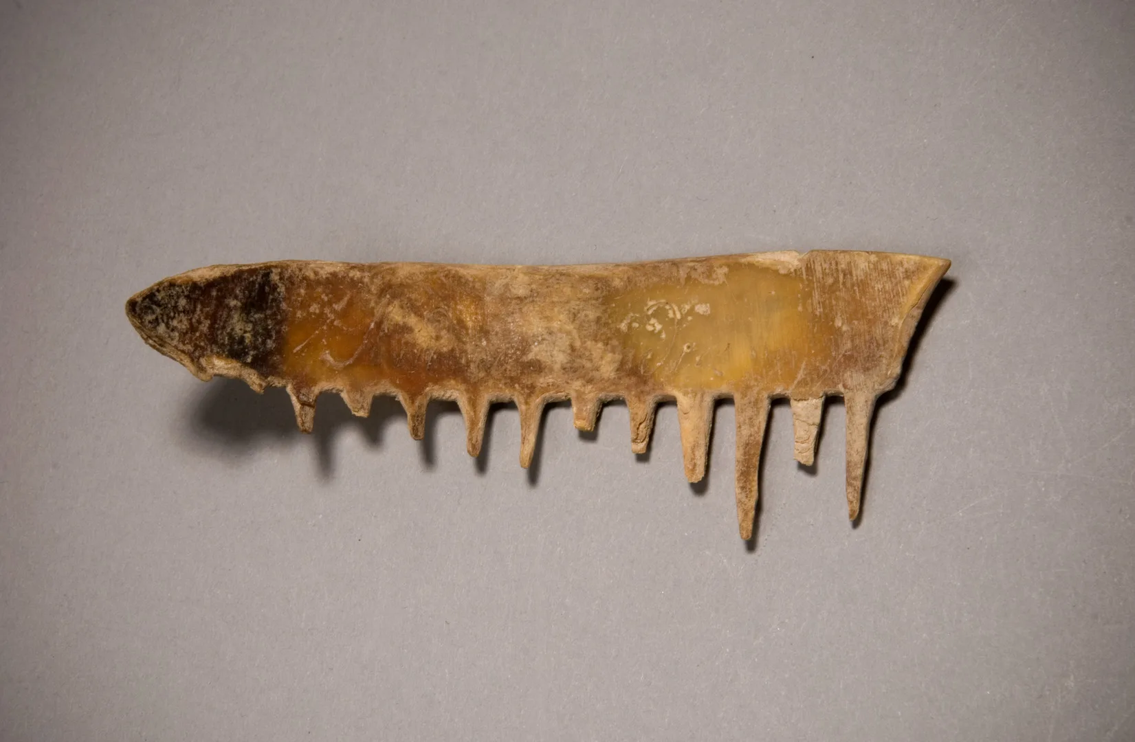 A bent piece of bone with cut-out teeth, some of them broken. 