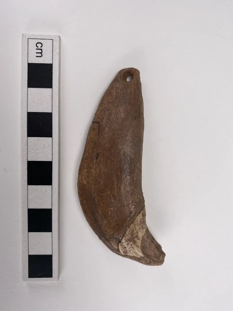 En björntand med ett genomborrat hål