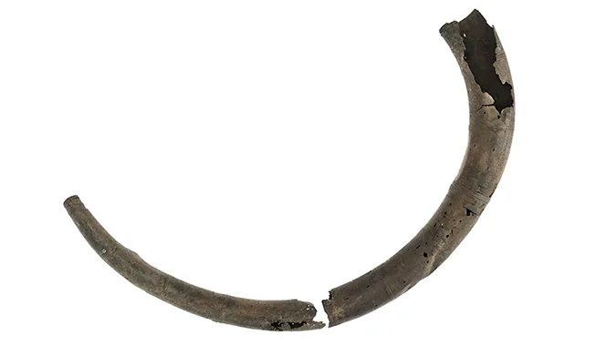 Delar av ett brånsålders-blåshorn