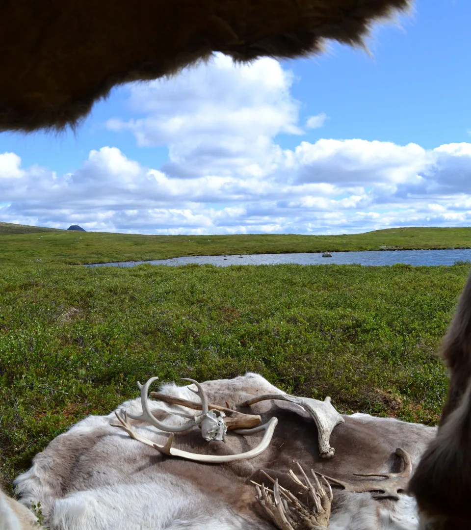animal skin and horn lying on the ground with a field and source of water in the background