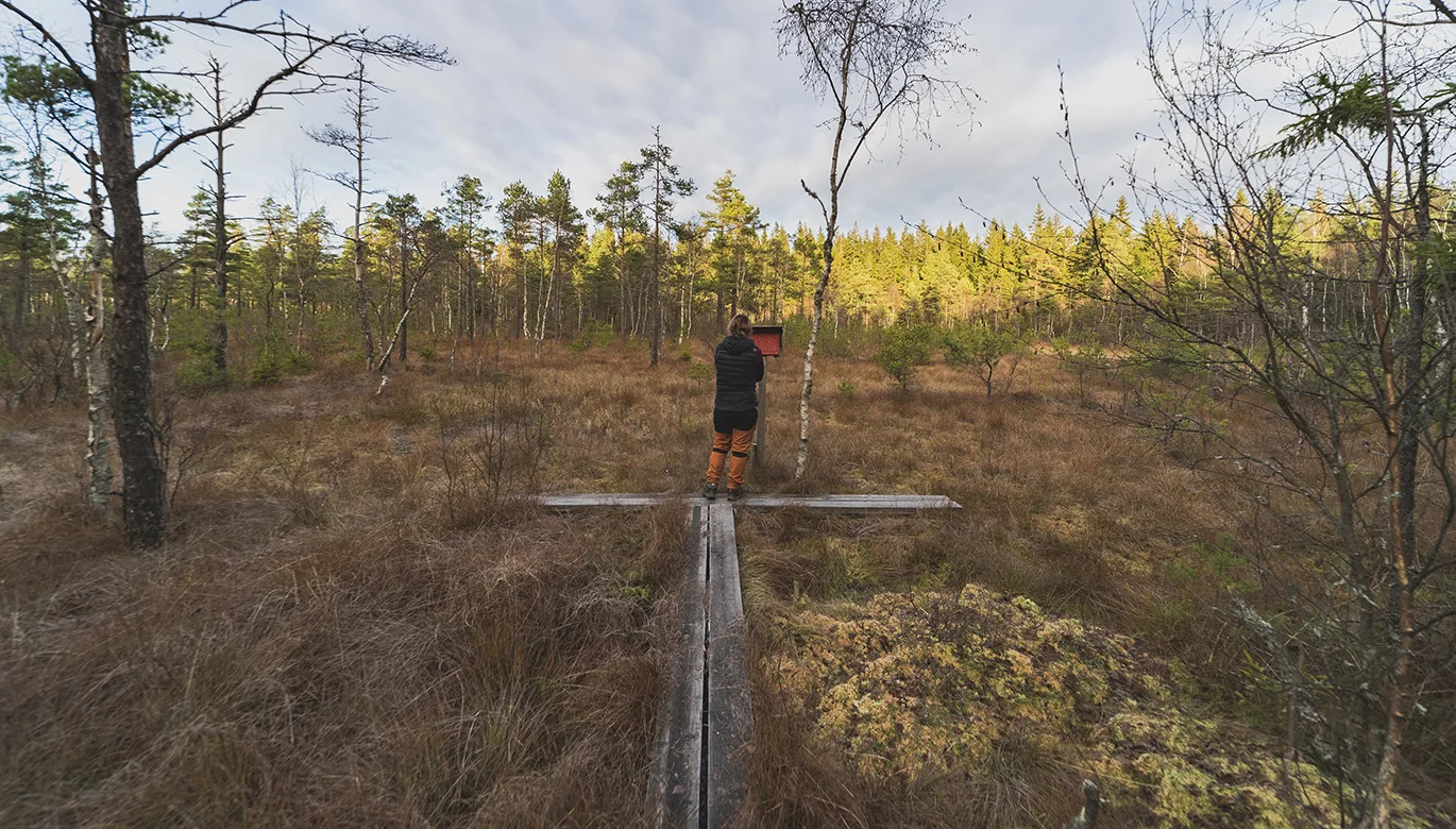 Brun öppen yta med träd omkring. Mitt i bilden står en person på en träspång.