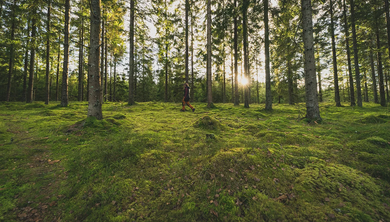 Grön kullig mossa. Sol skiner genom trädstammar. En person går mitt i bilden.